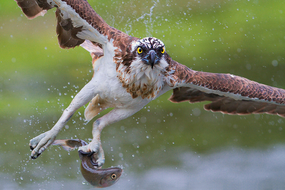 Falco pescatore