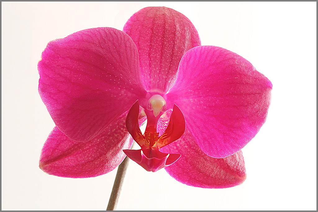 Orchidea