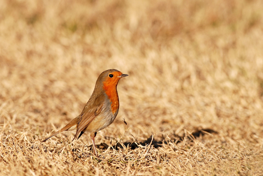 Elegance (Pitti uomo? No, Pitti petti)