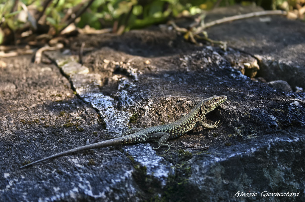 Lucertola al sole