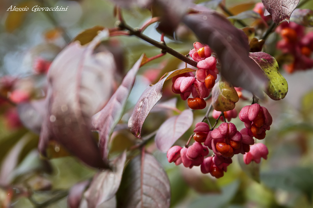 I colori dell'autunno