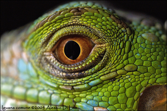 Occhio Iguana