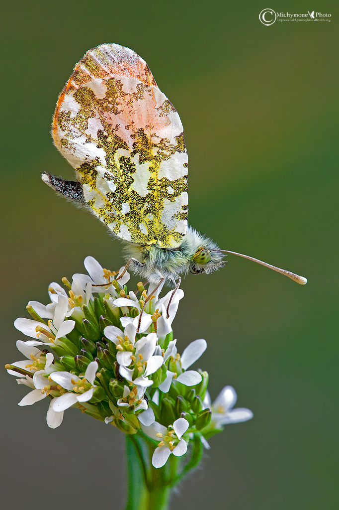 Anthocharis cardamines (Linnaeus 1758) Aurora