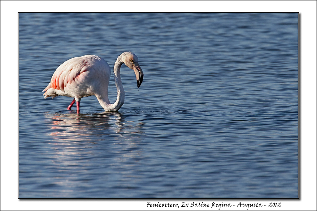 Fenicottero