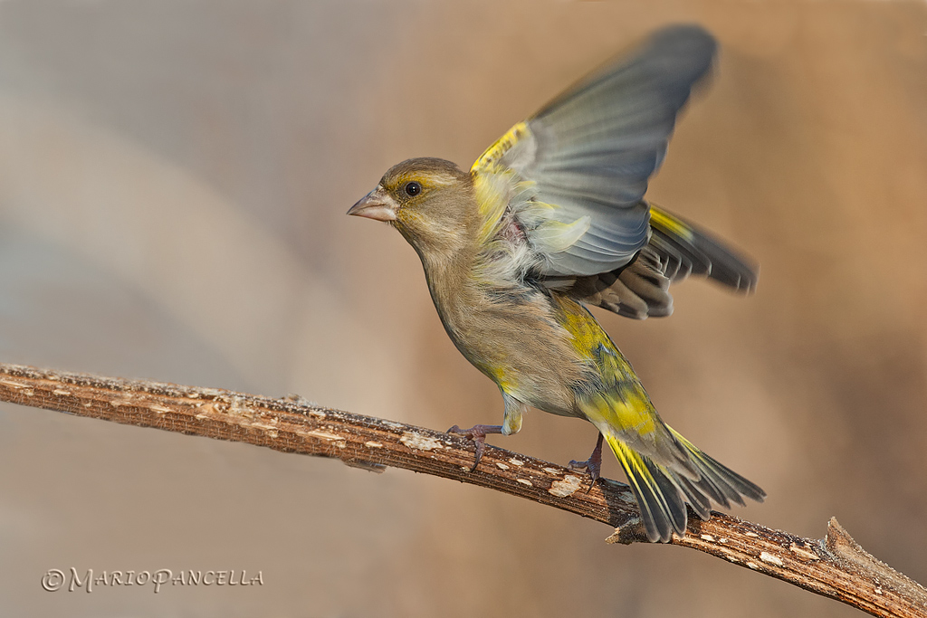 Verdone - Chloris chloris