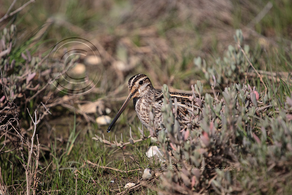 Beccaccino  ( Gallinago gallinago )