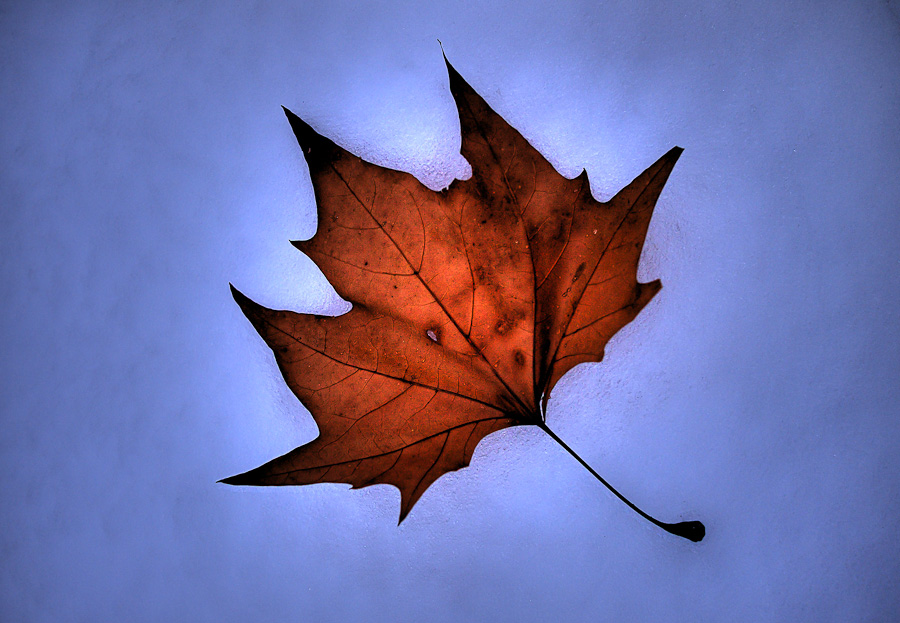 foglia su neve