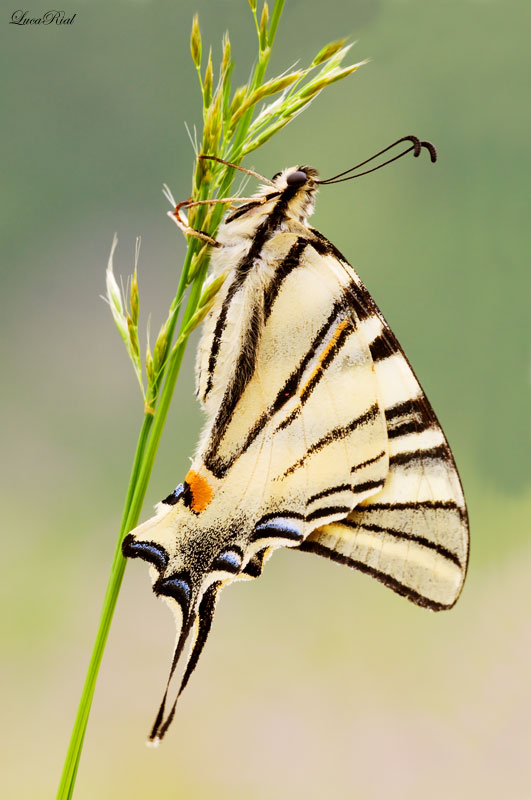 Iphiclides podalirius