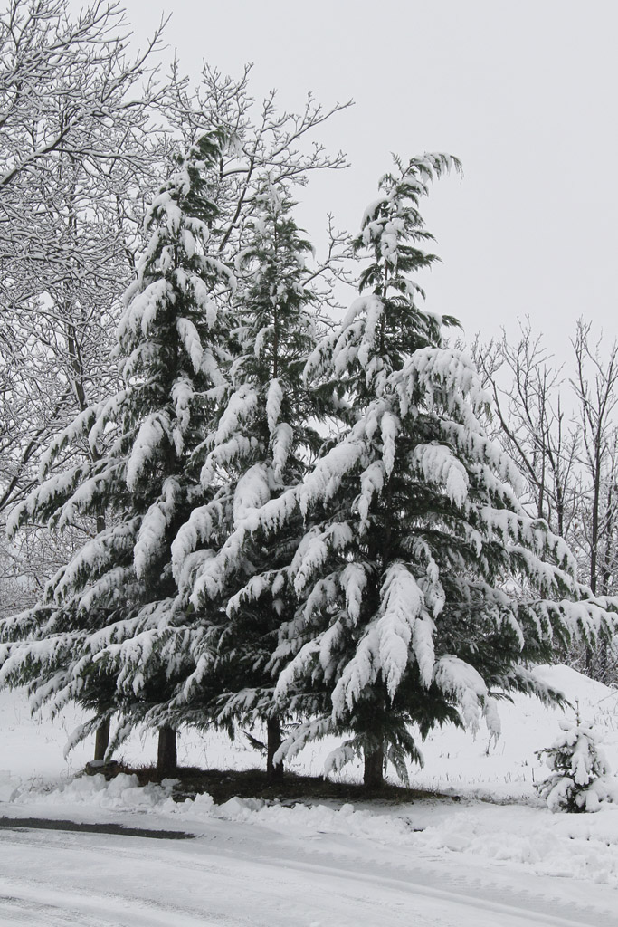 3 GIGANTI e un pin..etto...