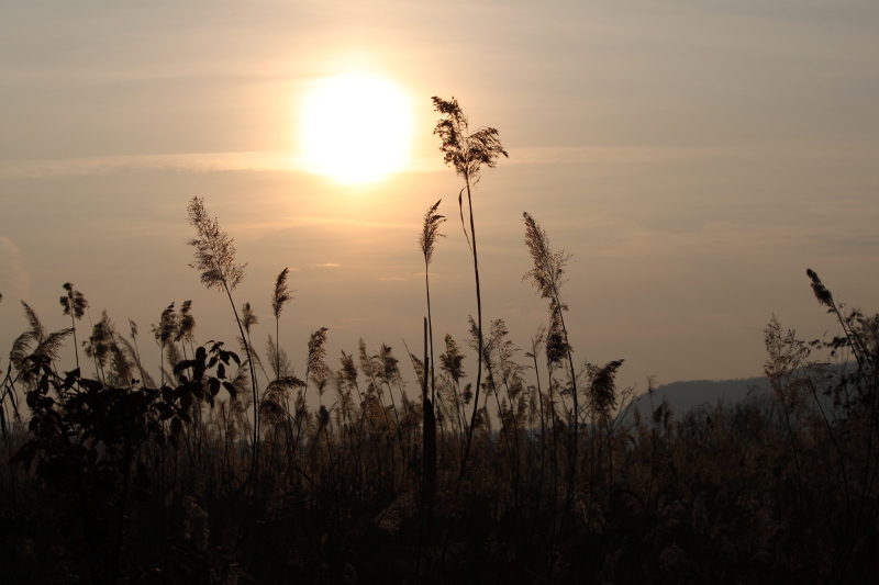 Torbiere - Lago d'Iseo