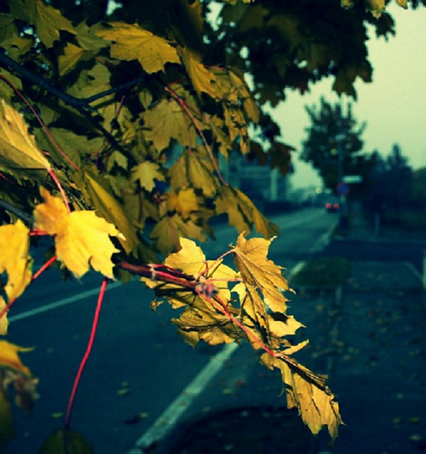 I'm falling like a leaf