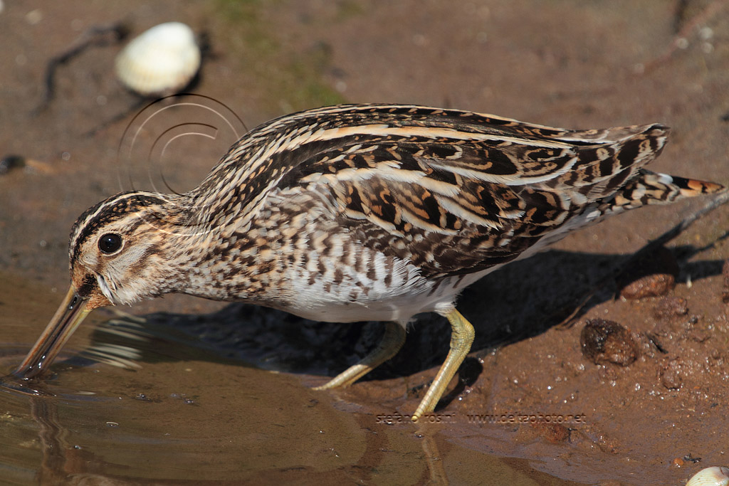 Beccaccino ( Gallinago gallinago )
