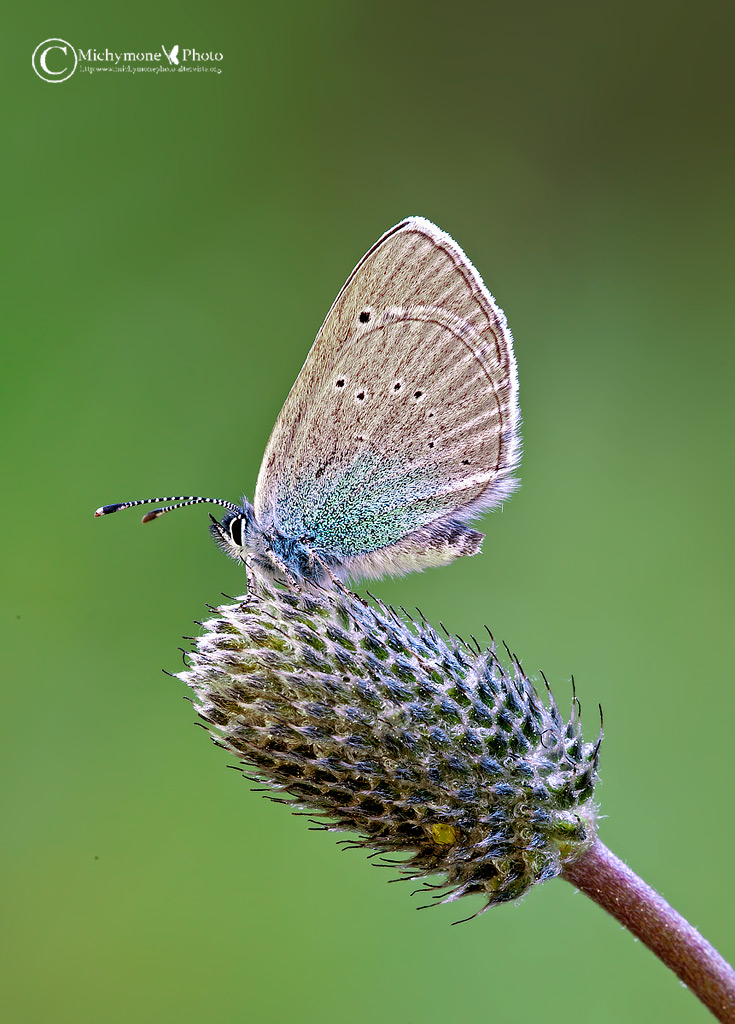 Celastrina argiolus (Linnaeus 1758) Piccolo argus