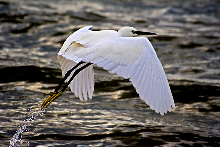 Garzetta, il decollo