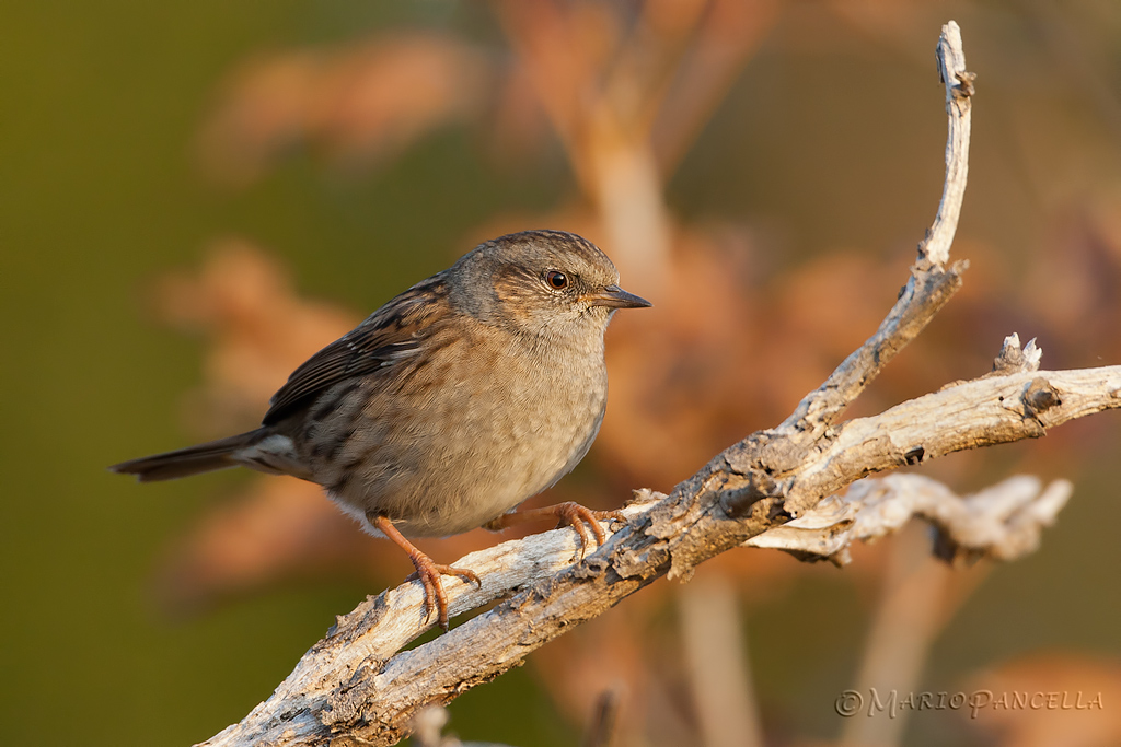 Passera scopaiola-Prunella modularis