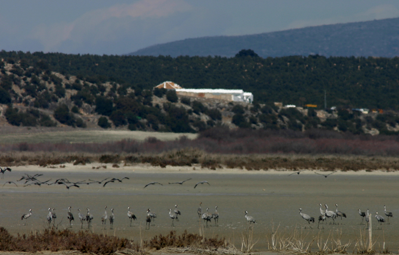 tutte a terra (grus grus)