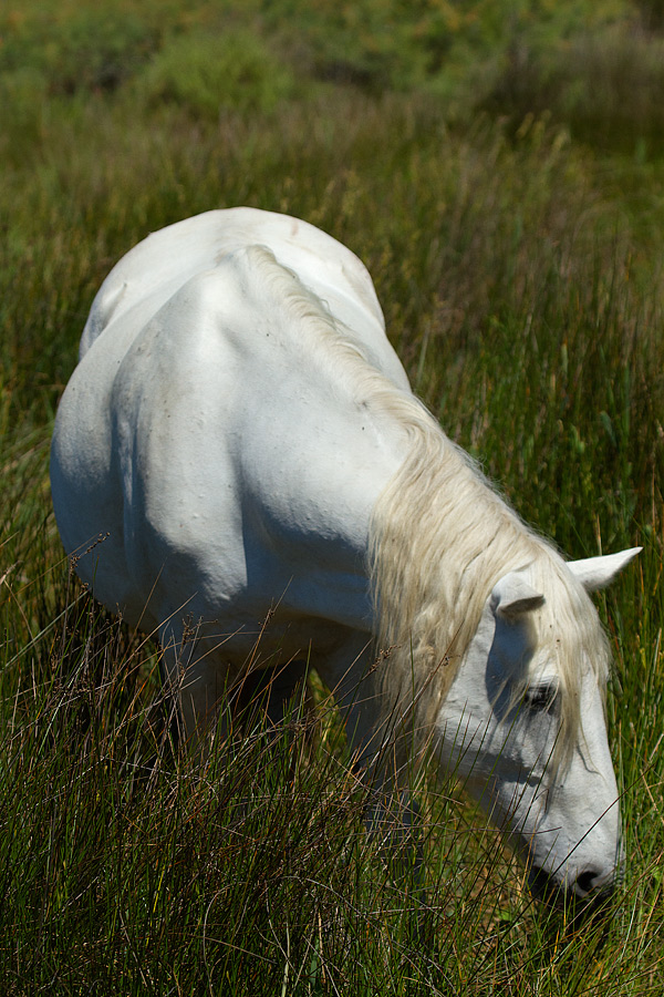 Camargue