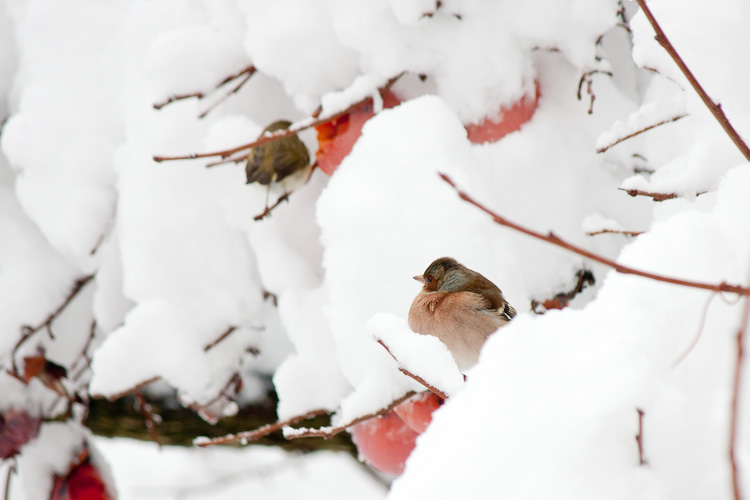 Quattro passeri sotto zero 7