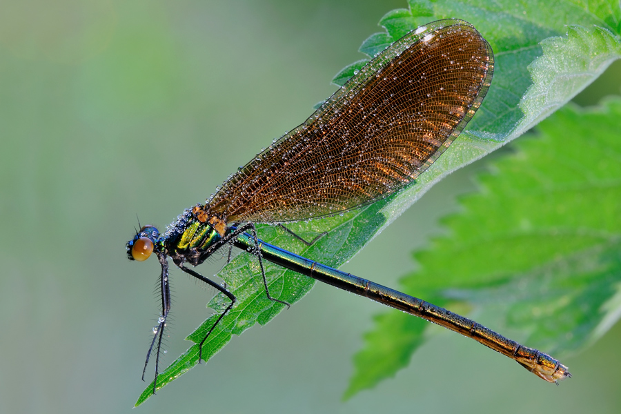 Calopteryx ambientata