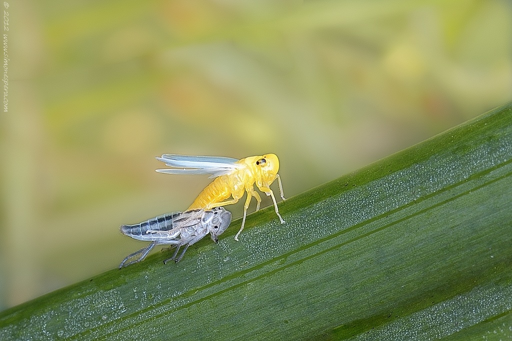 Cicadella Viridis in muta......