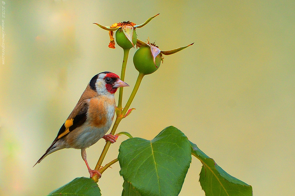 Cardellino (Carduelis carduelis)