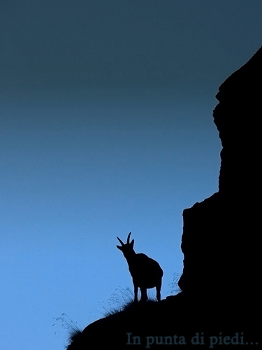 Alpine ibex - Silhouette - Gran Paradiso National Park
