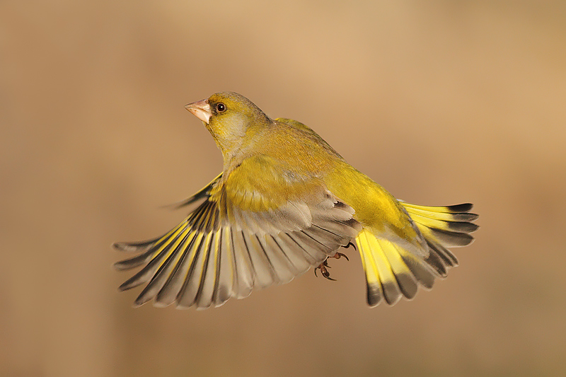 VERDONE AL VOLO........