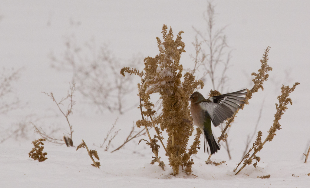 Fringuello nella neve