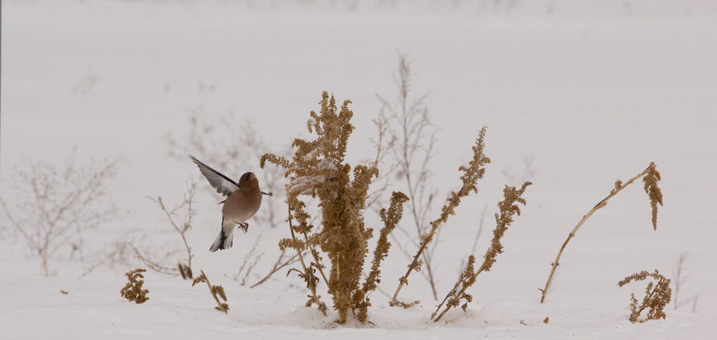 fringuello nella neve 1