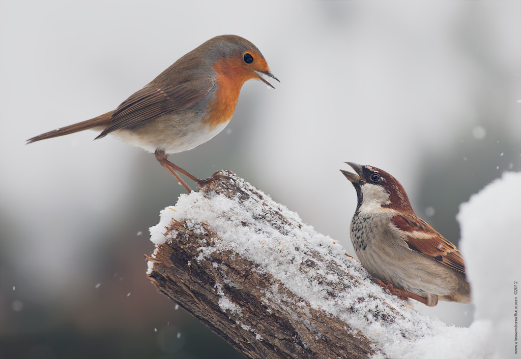 Incompatibilit� di carattere...