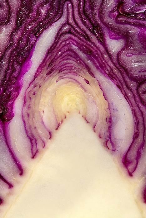 Foto del "cavolo" 3D