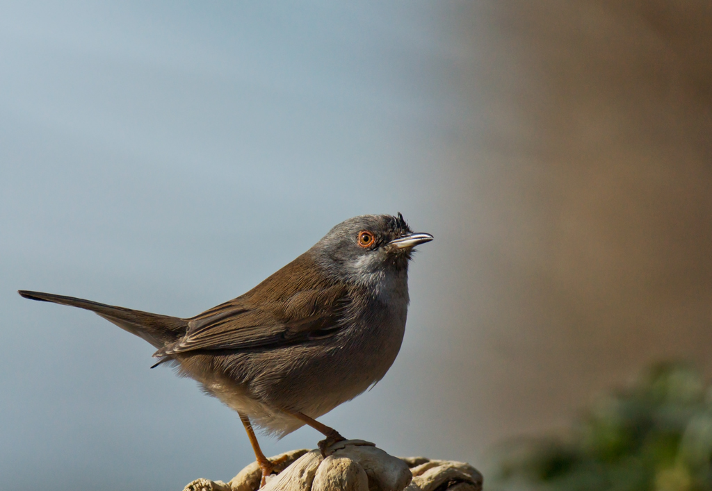 Occhiocotto ...ancora