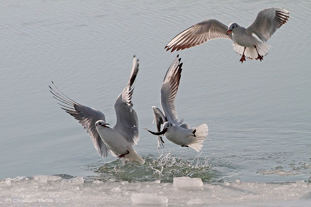 Caccia grossa nella laguna veneziana ghiacciata