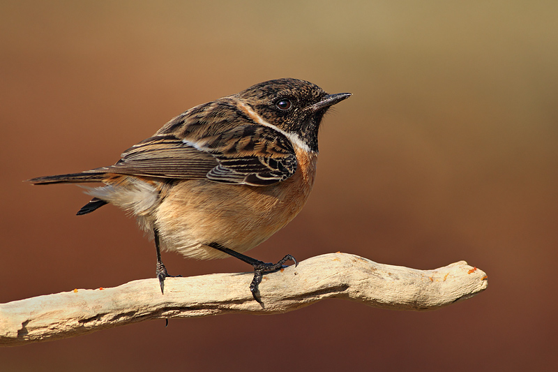 SALTIMPALO INFREDDOLITO........