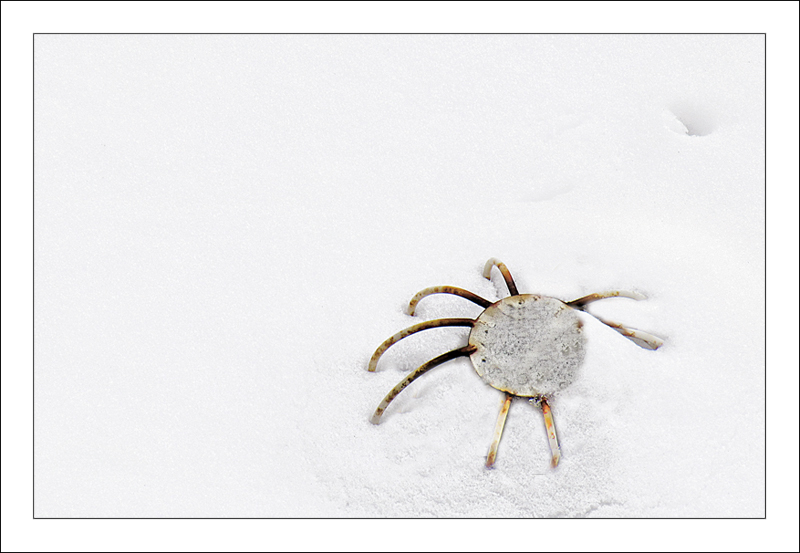 il ragno delle nevi