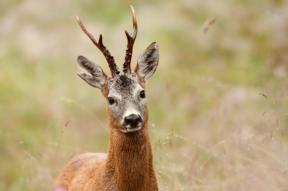 Capriolo jaling o maschio adulto?