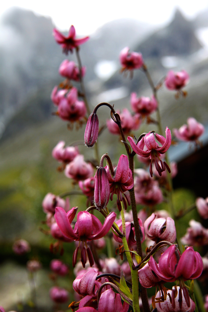 Campanelle sul Mt.Bianco