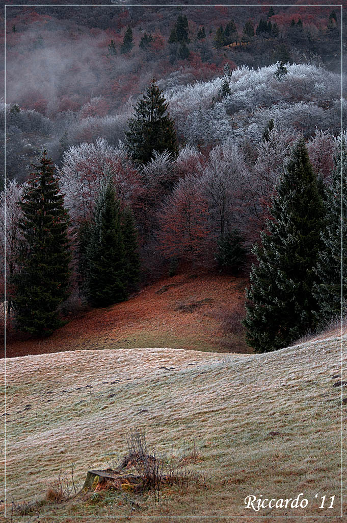 Aiuto.. il gelo s'� attaccato agli Alberi!!