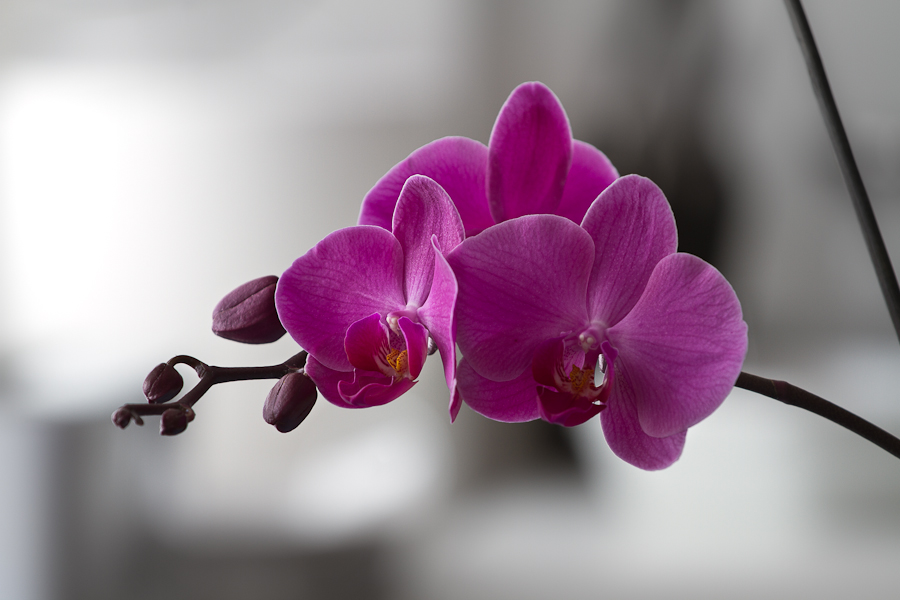 Orchidea