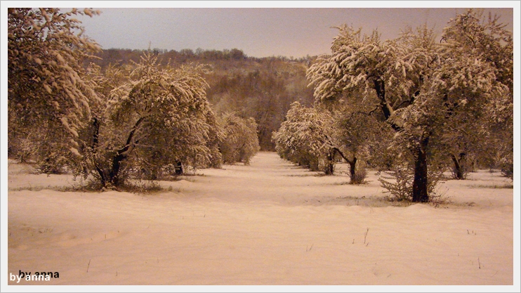 gli ulivi innevati
