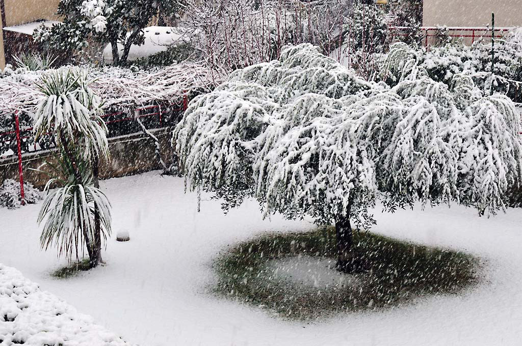 Un Ulivo vinto dalla neve