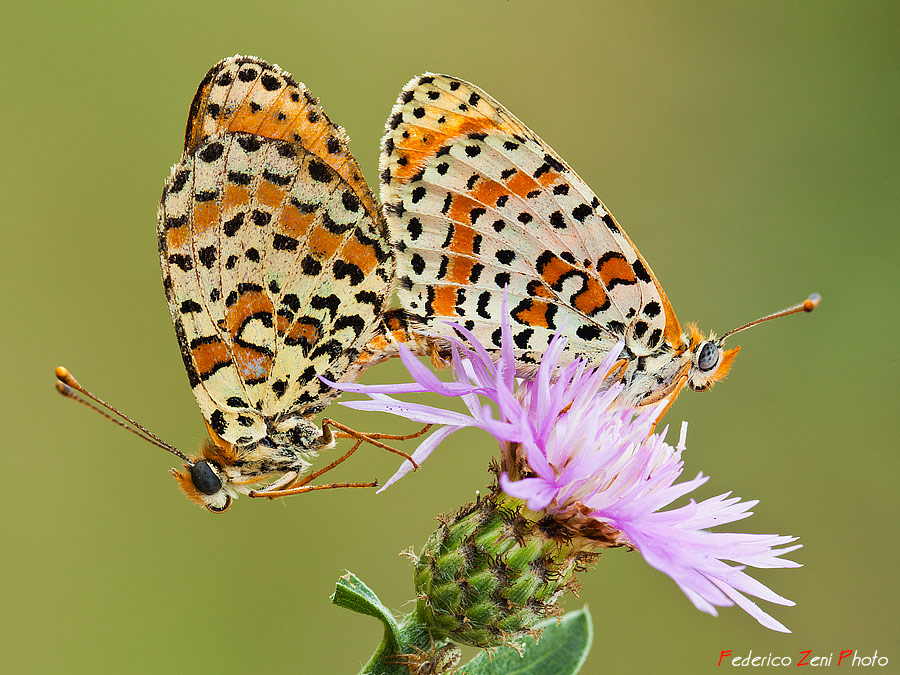 Accoppiamento sul fiore lilla...