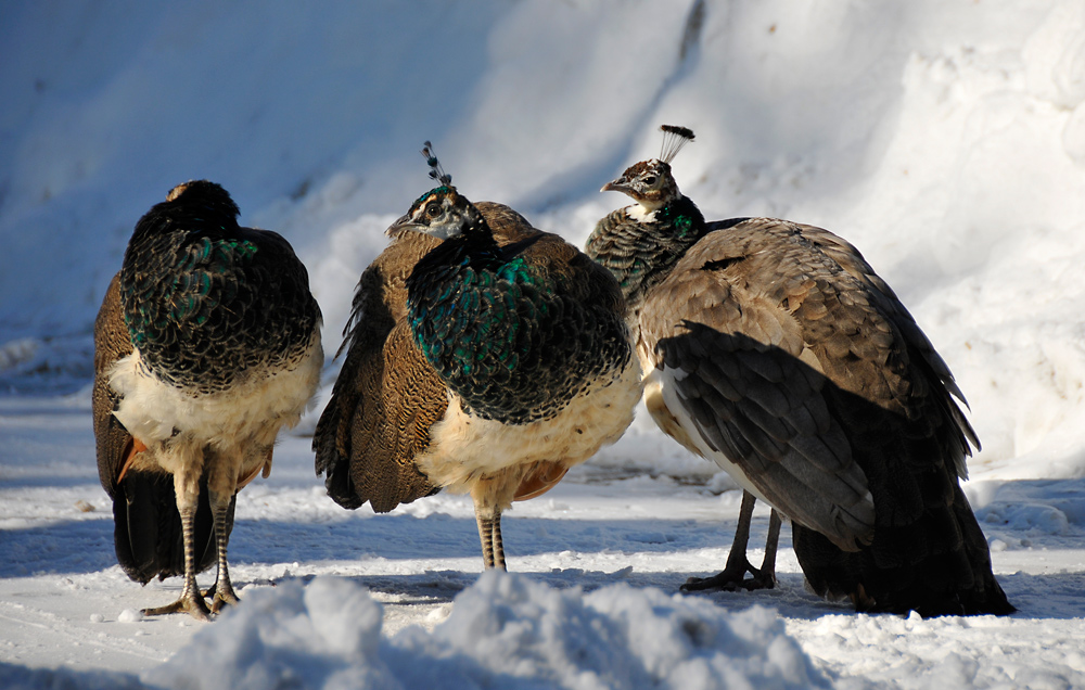 questa notte ha fatto tardi