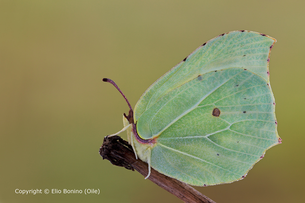 Cedronella (Gonepteryx rhamni)