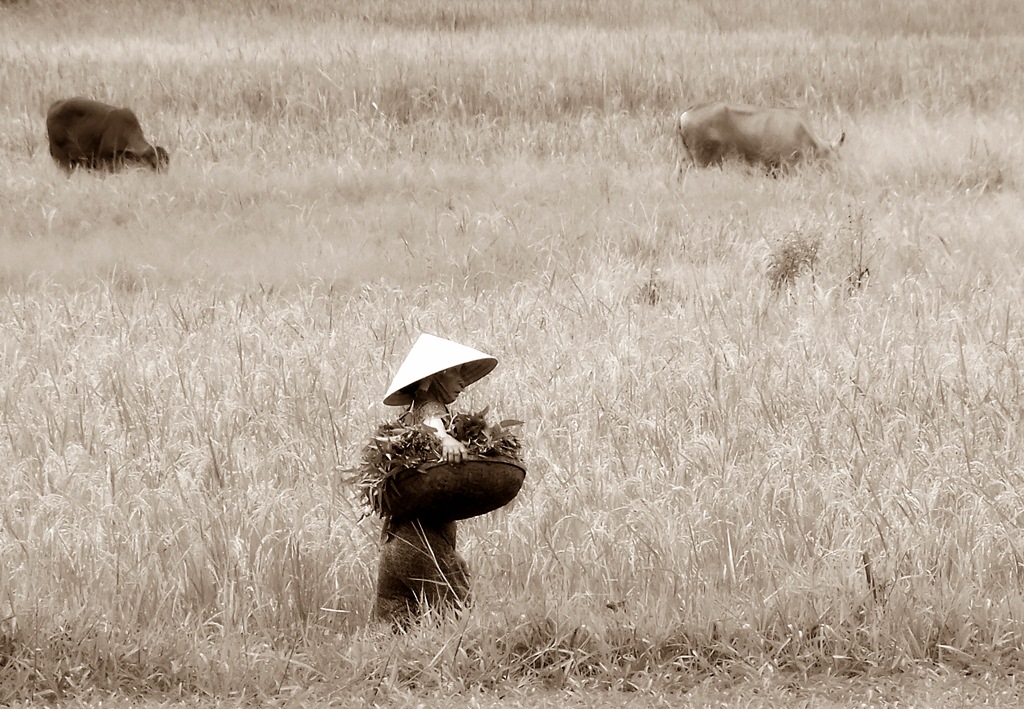 scena di campagna (vietnamita)
