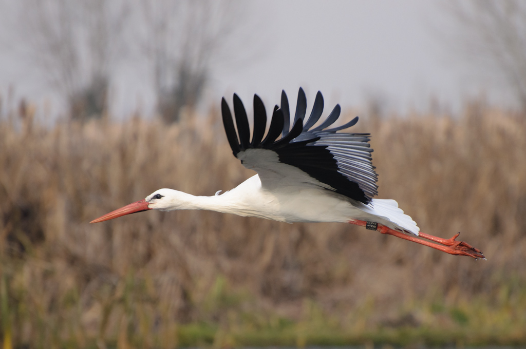 Cicogna in Volo 3