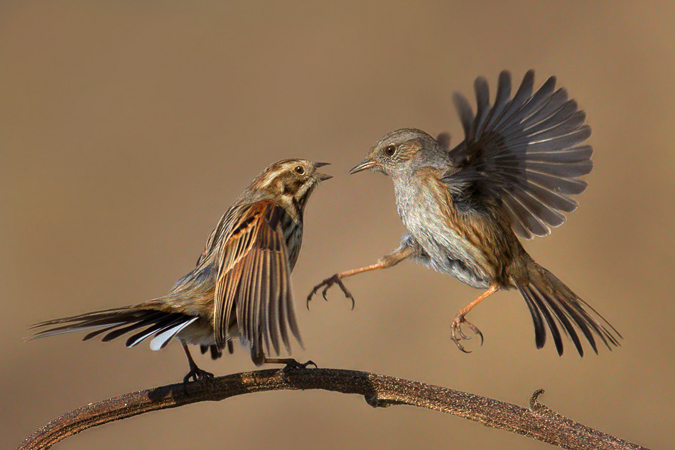 La danza della scopaiola