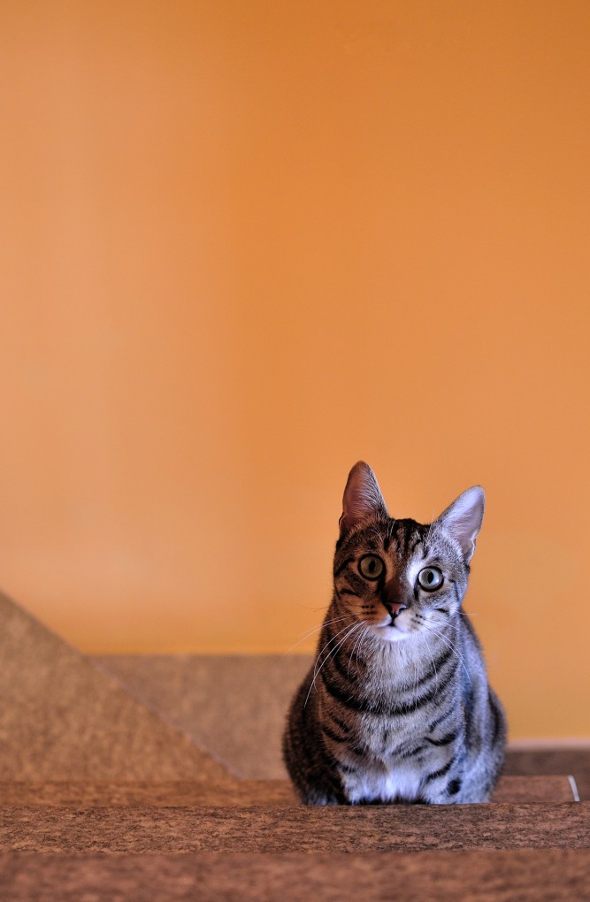 Il peloso sulle scale