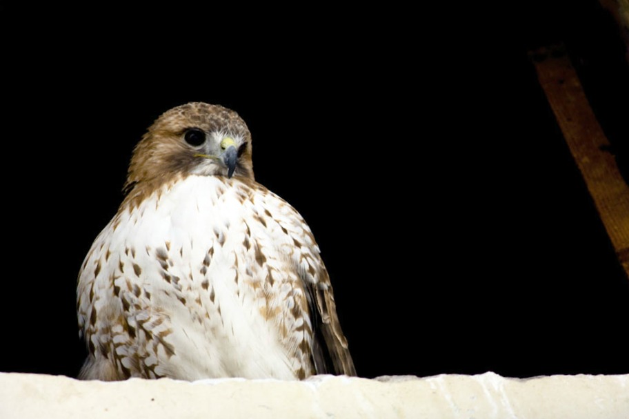 gigetto il falchetto