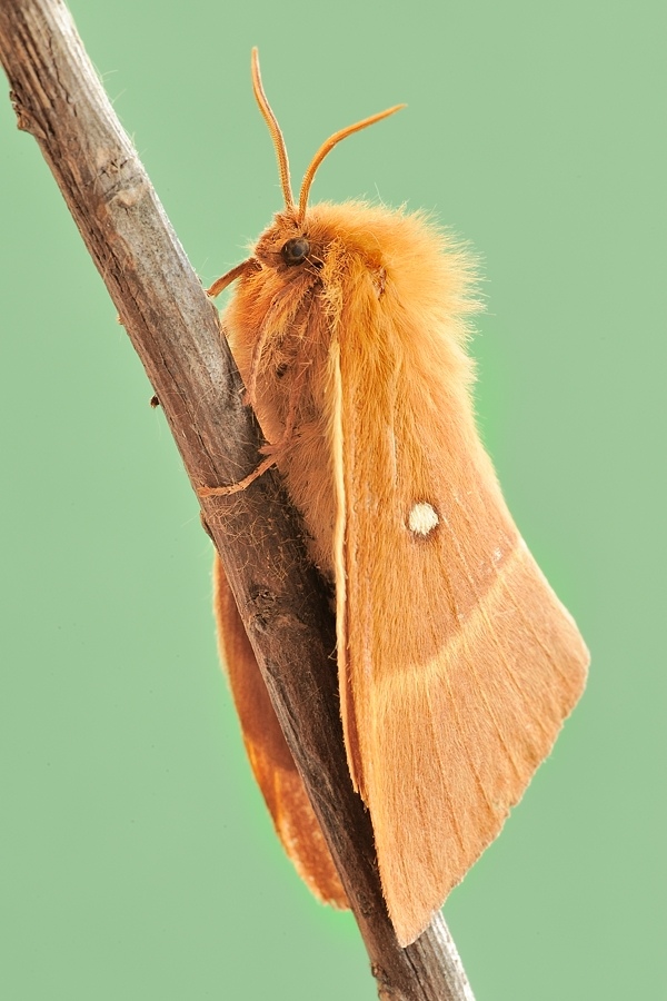 Falena - Lasiocampa quercus femmina